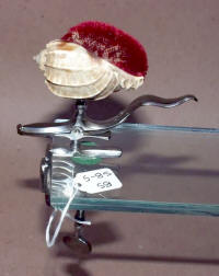 Antique Polished Steel Figural Sewing Clamp w/ Shell Pincushion 